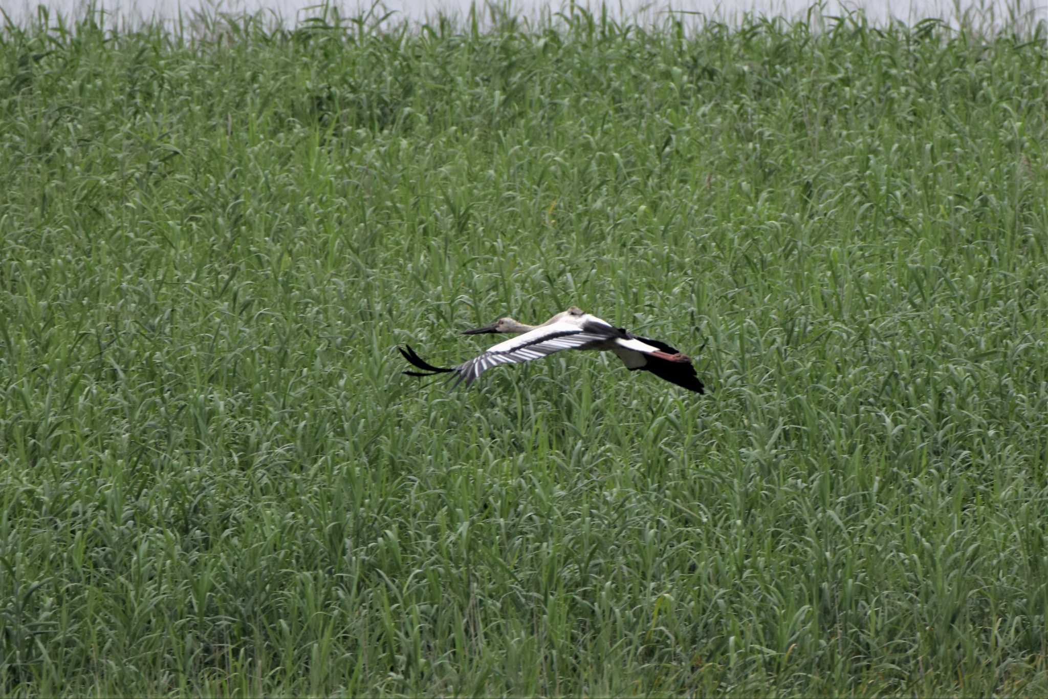 コウノトリ　ヒカル君が餌を運んできました by 雅直