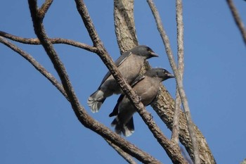 Ashy Woodswallow Chatuchak Park Unknown Date