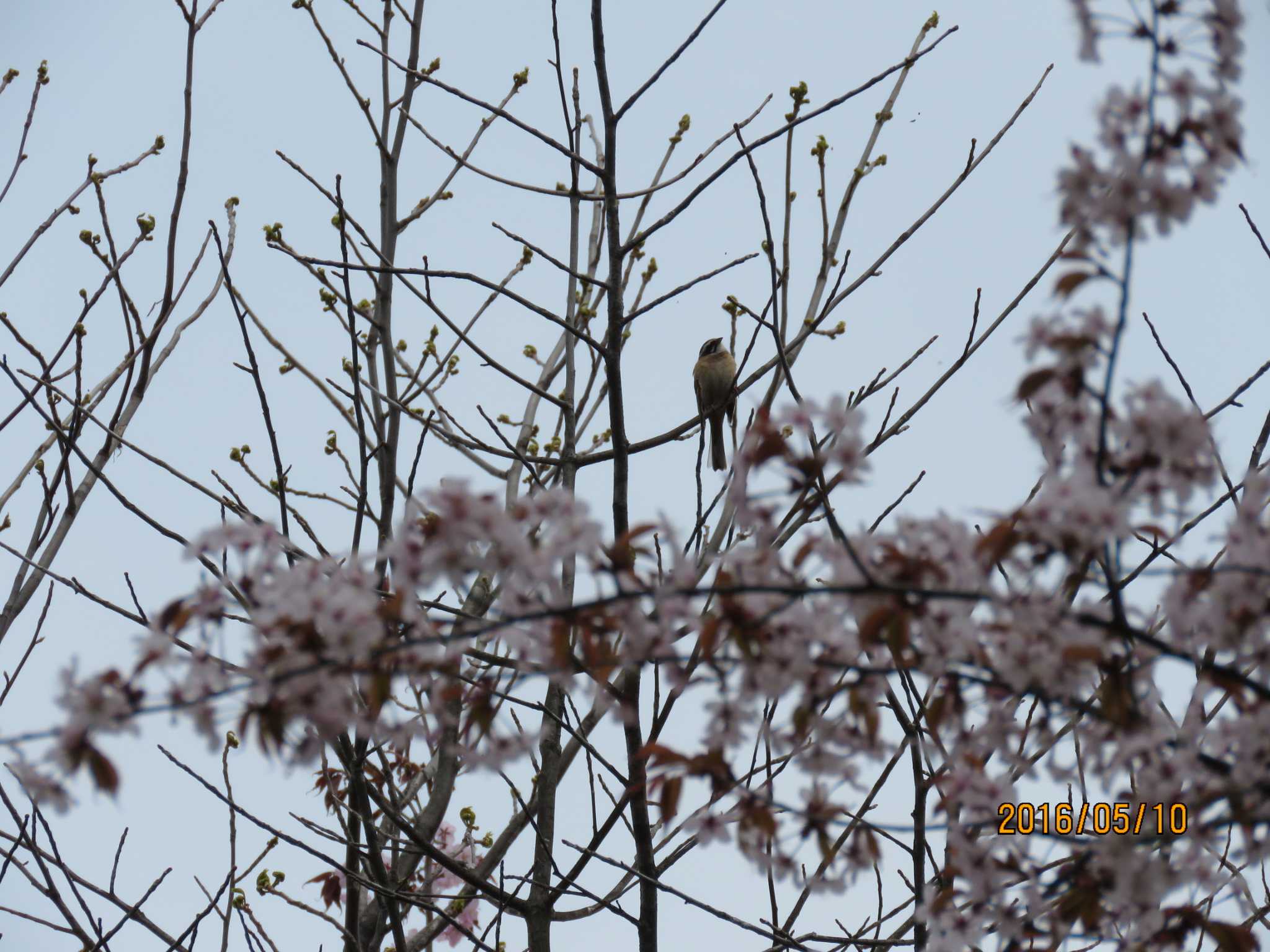 Photo of Meadow Bunting at キトウシ森林公園