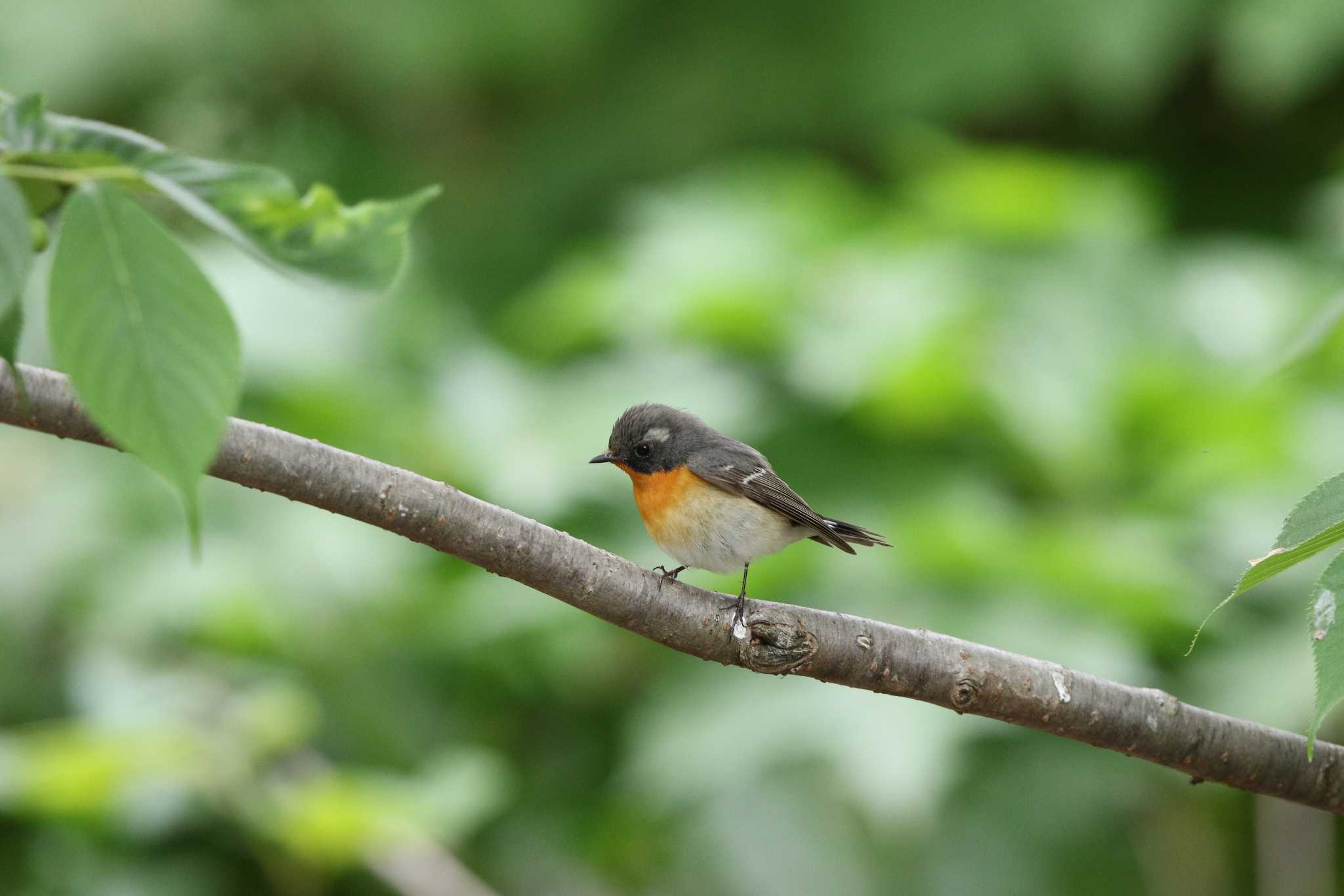 Photo of Mugimaki Flycatcher at Hegura Island