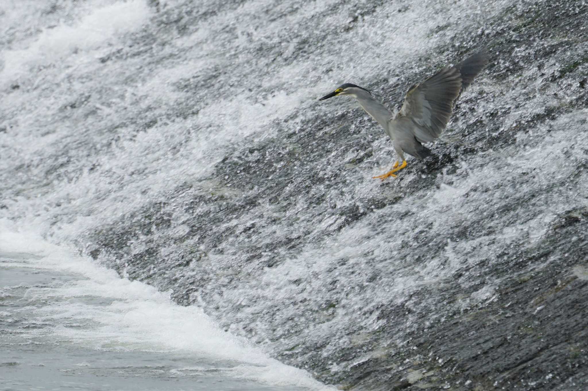 Striated Heron