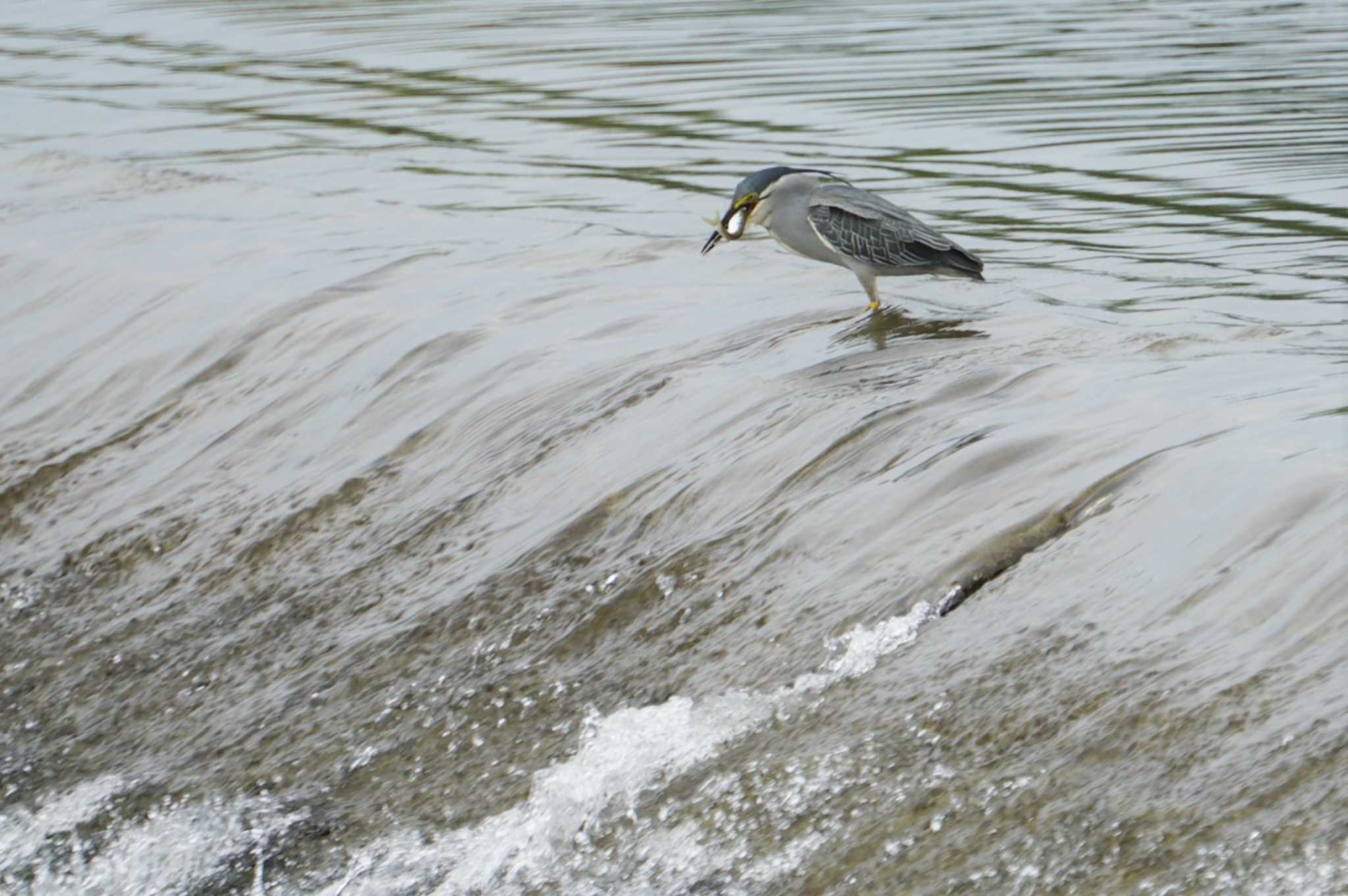 Striated Heron