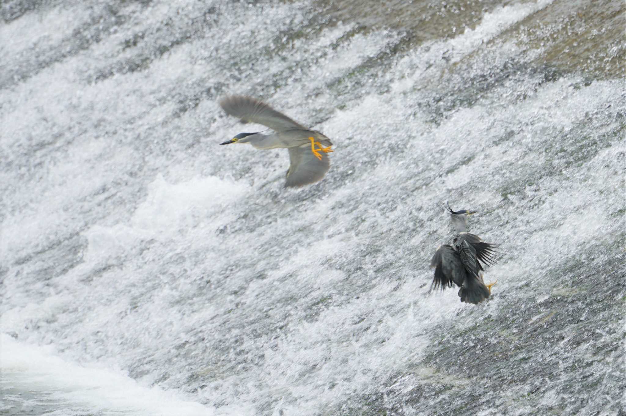 Striated Heron