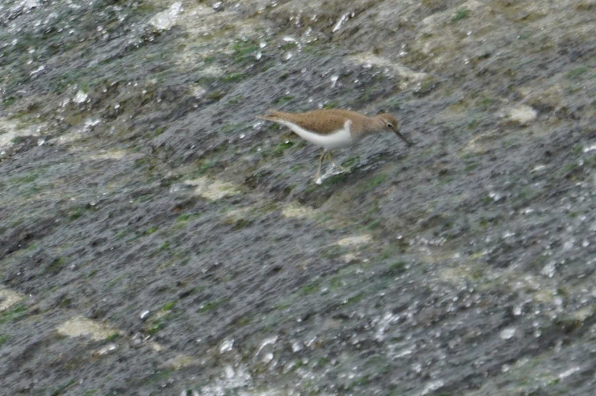 Common Sandpiper