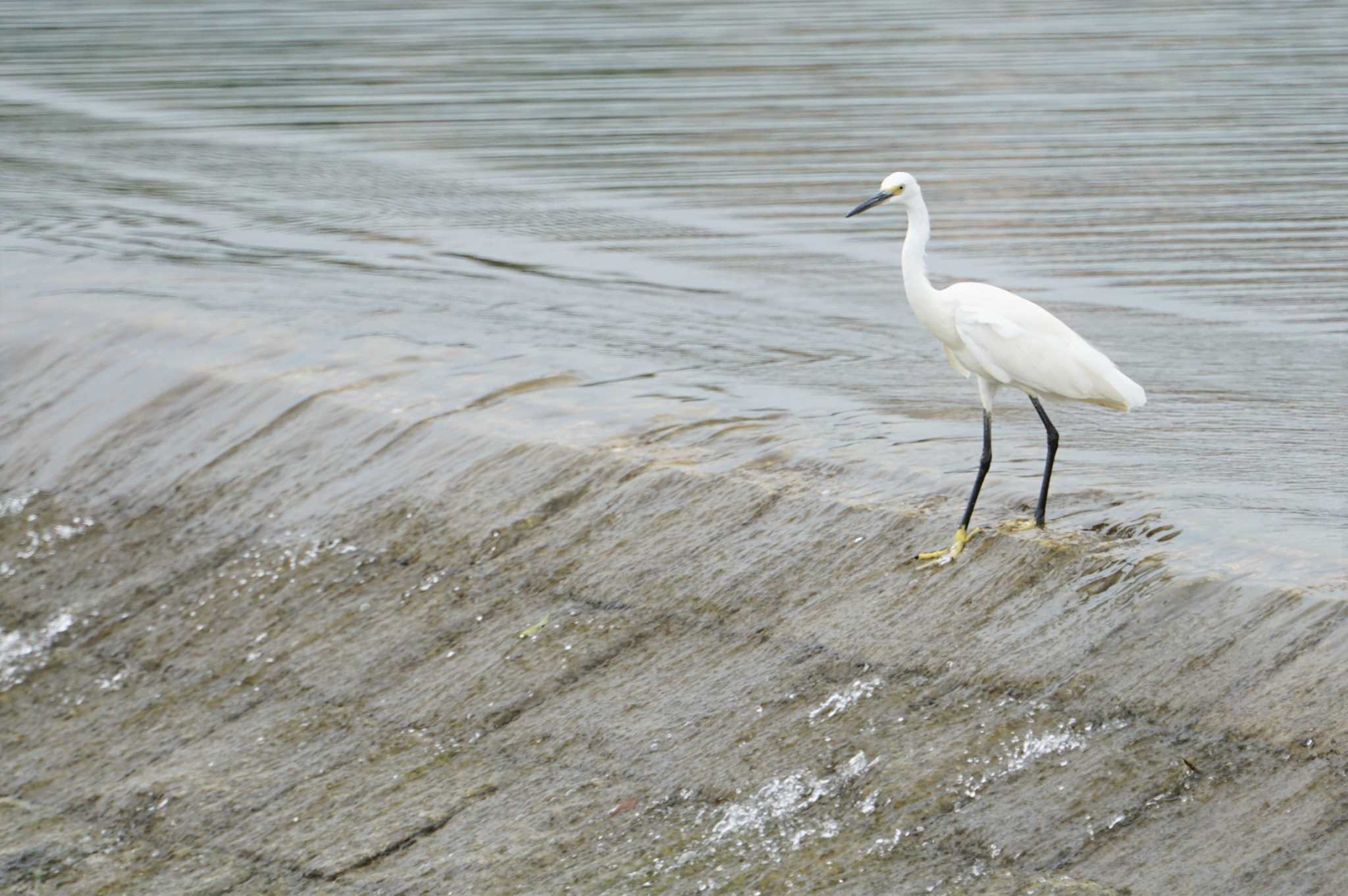 Little Egret