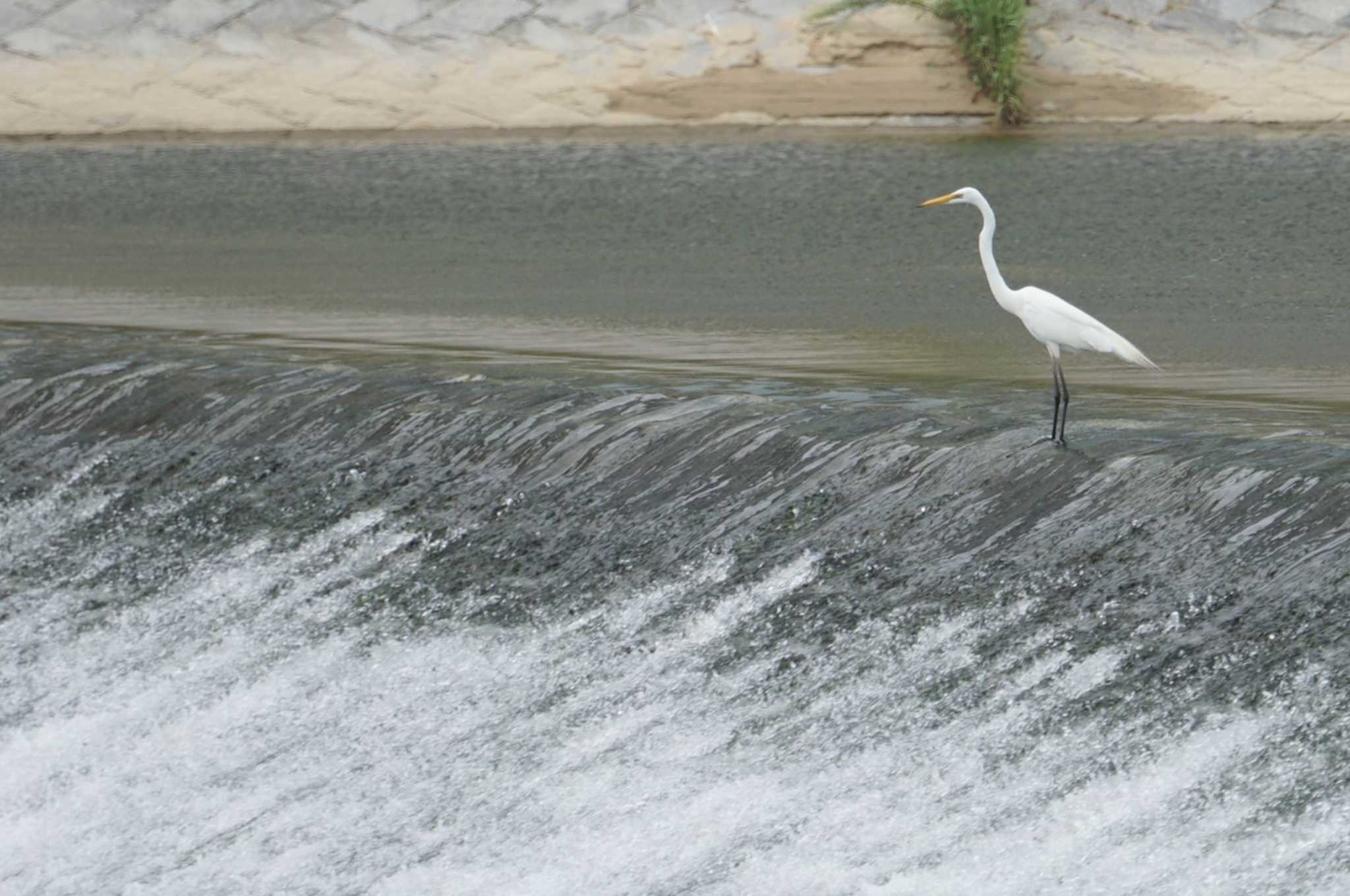 Great Egret