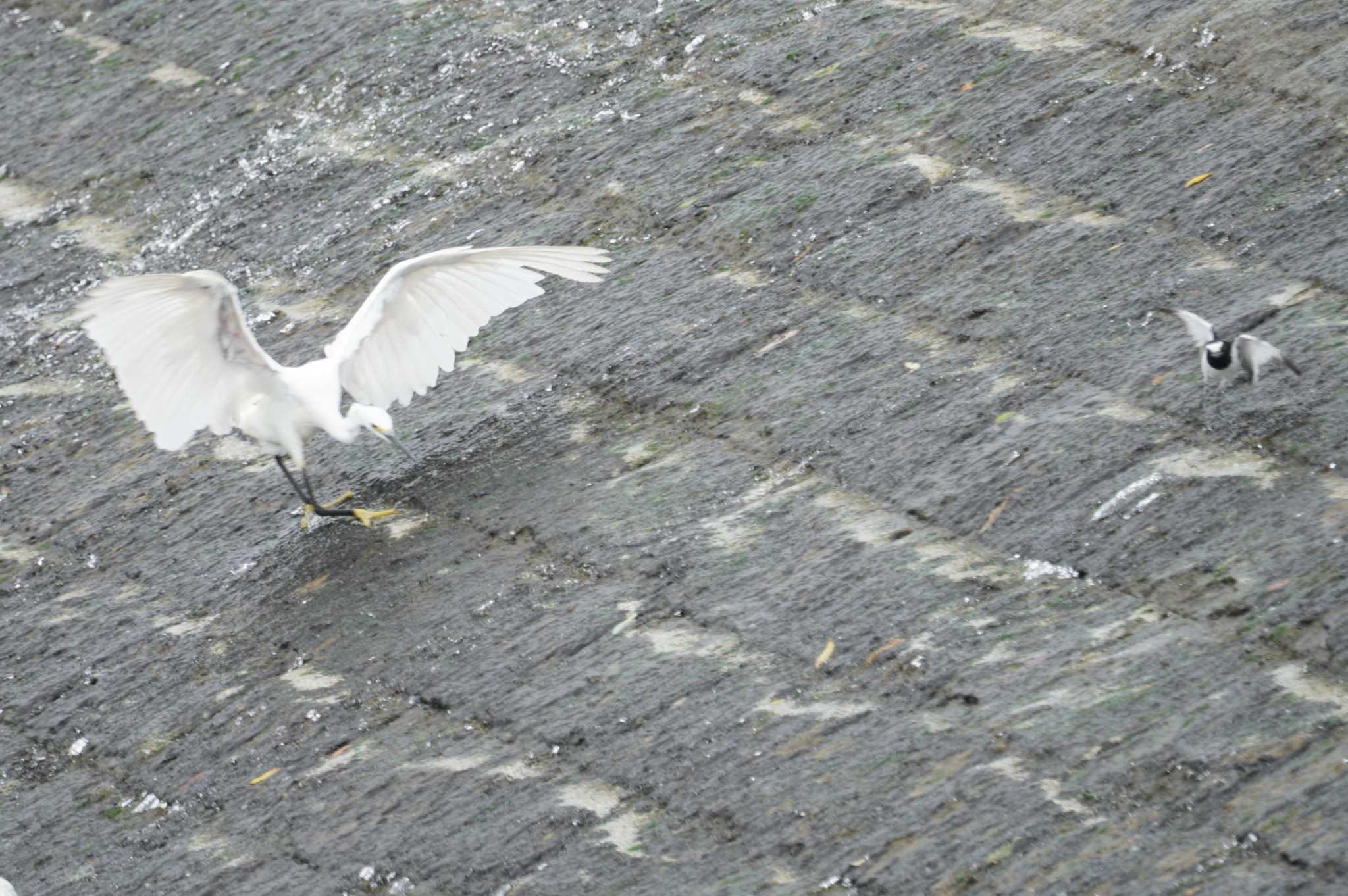 Little Egret