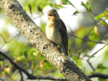 オオルリ 青葉公園(千歳市) 2016年5月17日(火)