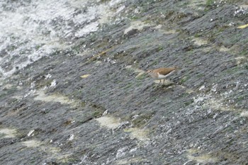 Fri, 7/24/2020 Birding report at 武庫川