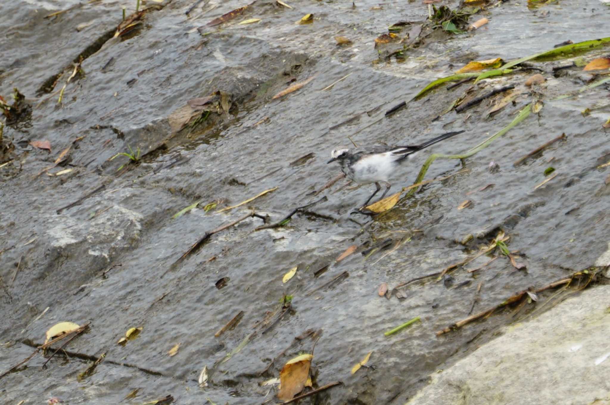 Japanese Wagtail