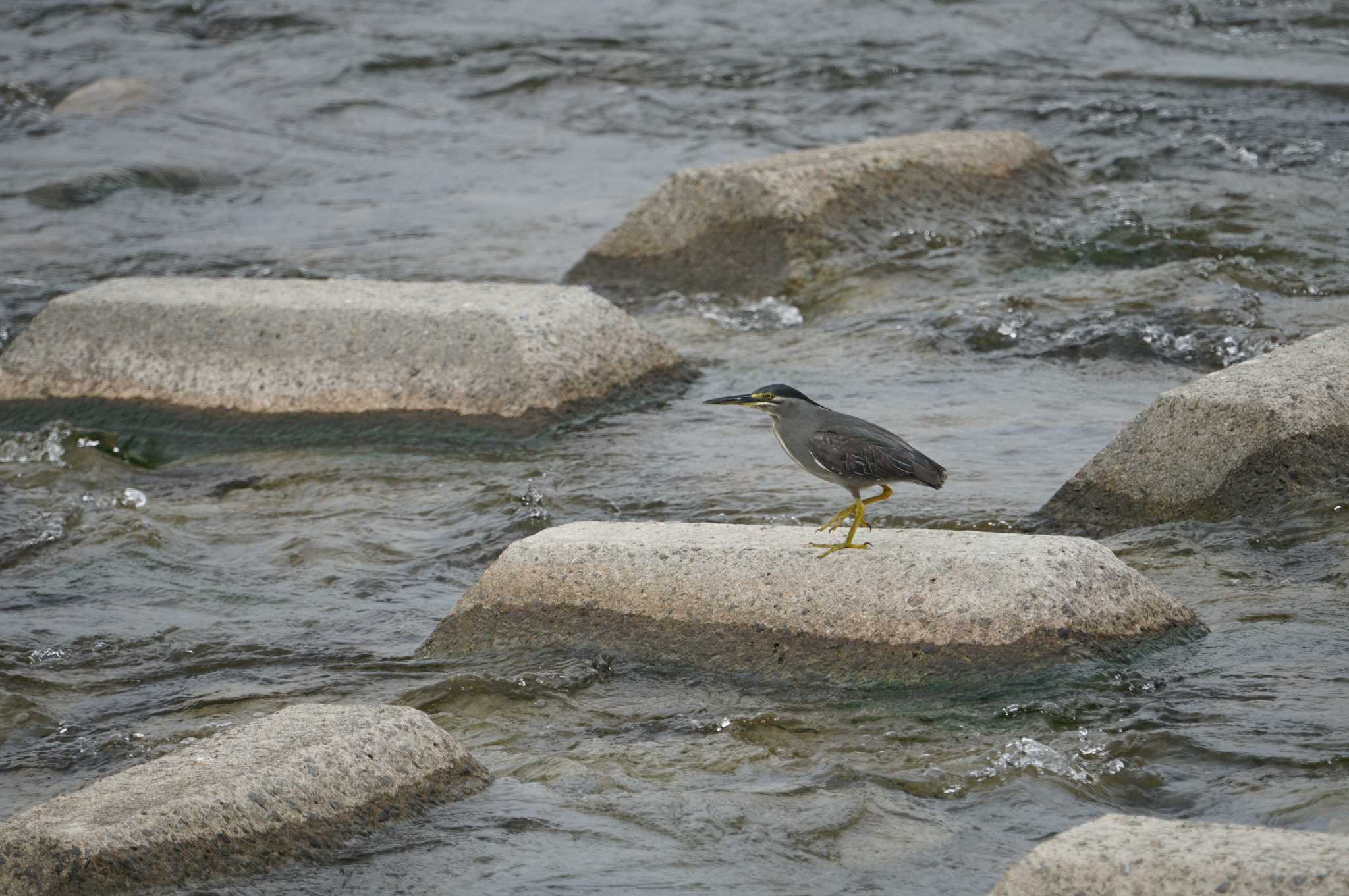 Photo of Striated Heron at 武庫川 by マル