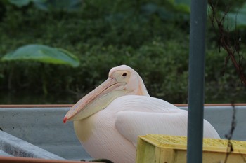 Great White Pelican 印旛沼 Fri, 7/24/2020