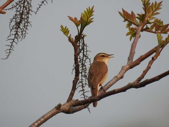 Black-browed Reed Warbler 札幌モエレ沼公園 Wed, 5/18/2016