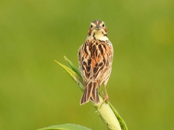 Chestnut-eared Bunting 茨戸川緑地 Thu, 5/19/2016