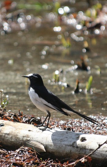 Japanese Wagtail 柳瀬川 Thu, 5/19/2016