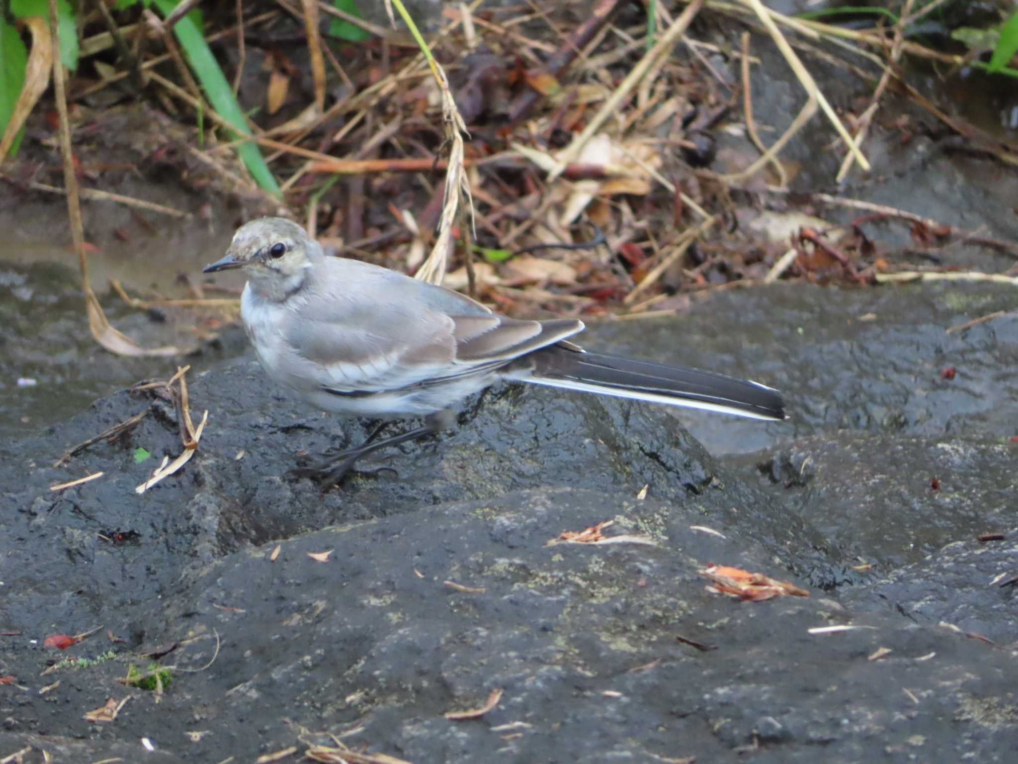 White Wagtail