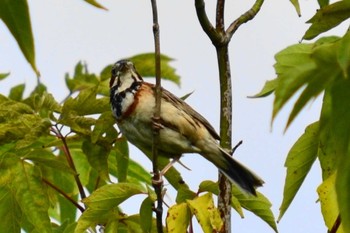 Chestnut-eared Bunting 茨戸川緑地 Sat, 7/25/2020