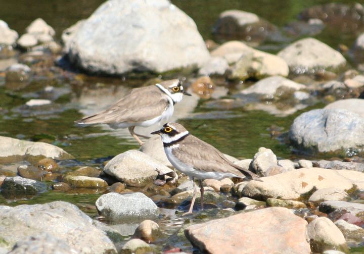 Photo of Little Ringed Plover at 柳瀬川
