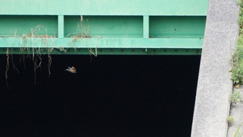 Common Kingfisher 芝川第一調節池(芝川貯水池) Unknown Date