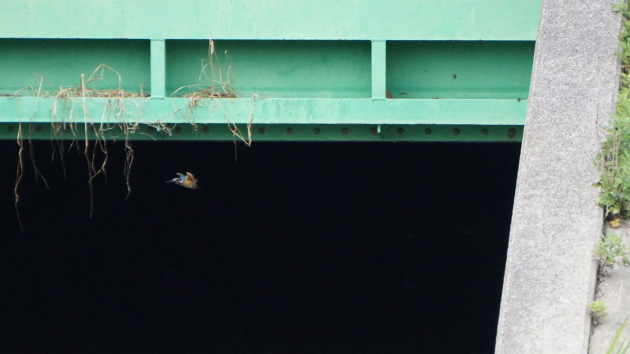 Photo of Common Kingfisher at 芝川第一調節池(芝川貯水池) by 鳥散歩