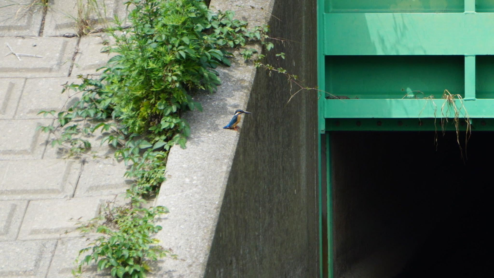 Photo of Common Kingfisher at 芝川第一調節池(芝川貯水池) by 鳥散歩