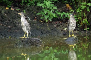 ササゴイ 都立浮間公園 2020年7月25日(土)