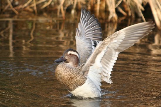 Photo of Garganey at Nogawa