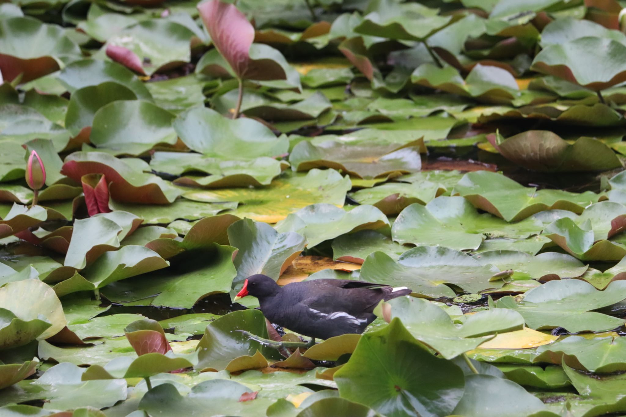 Common Moorhen