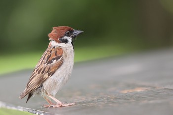 Eurasian Tree Sparrow Mikiyama Forest Park Sat, 7/25/2020