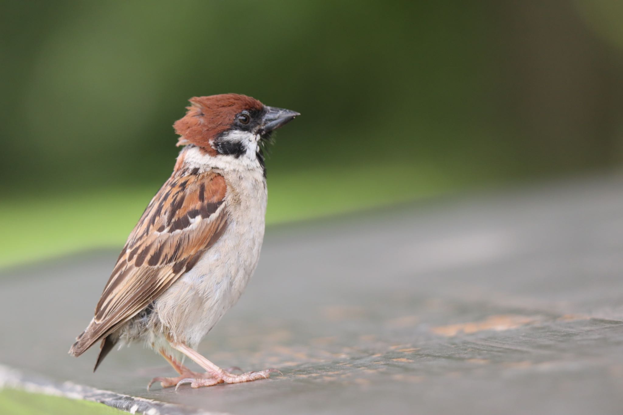 Eurasian Tree Sparrow