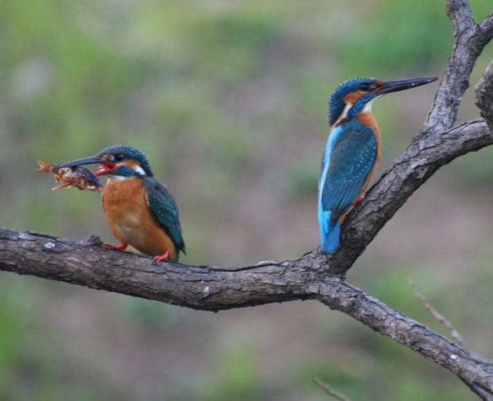 Photo of Common Kingfisher at 柳瀬川
