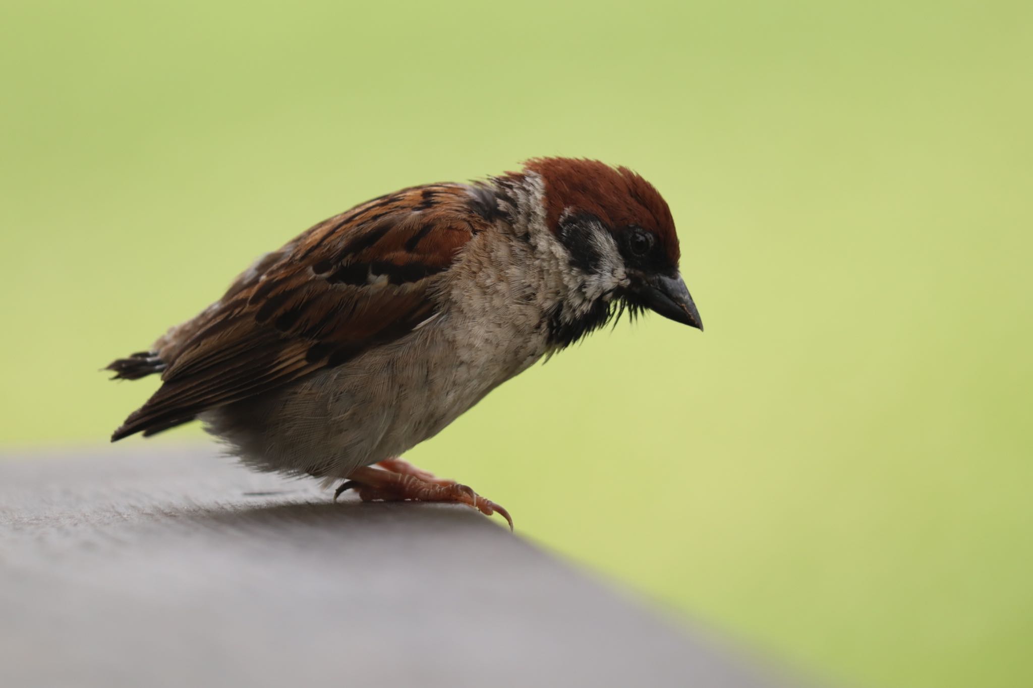 Eurasian Tree Sparrow