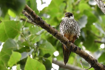 Eurasian Hobby 札幌市 Fri, 7/24/2020