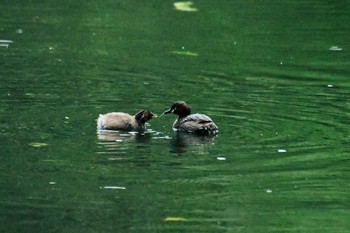 Little Grebe Togakushi Forest Botanical Garden Sat, 7/25/2020