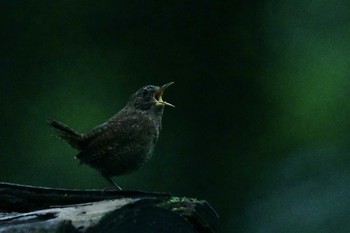 Eurasian Wren Togakushi Forest Botanical Garden Sat, 7/25/2020