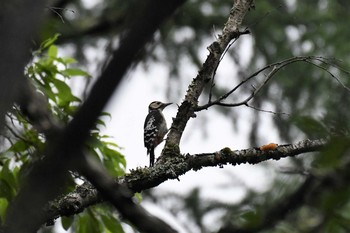 Great Spotted Woodpecker Togakushi Forest Botanical Garden Sat, 7/25/2020