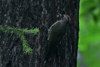 Japanese Green Woodpecker Togakushi Forest Botanical Garden Sat, 7/25/2020