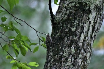 Eurasian Treecreeper Togakushi Forest Botanical Garden Sat, 7/25/2020