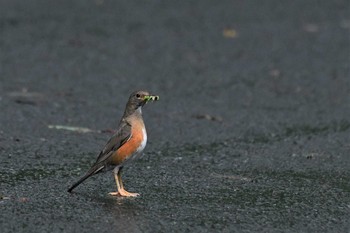 アカハラ 戸隠森林植物園(戸隠森林公園) 2020年7月25日(土)