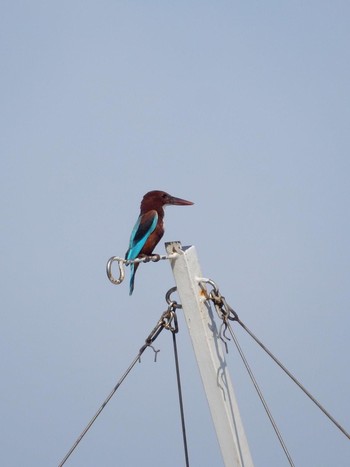 White-throated Kingfisher Tel Aviv, Israel  Sat, 7/25/2020