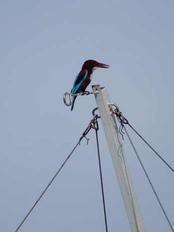 White-throated Kingfisher Tel Aviv, Israel  Sat, 7/25/2020