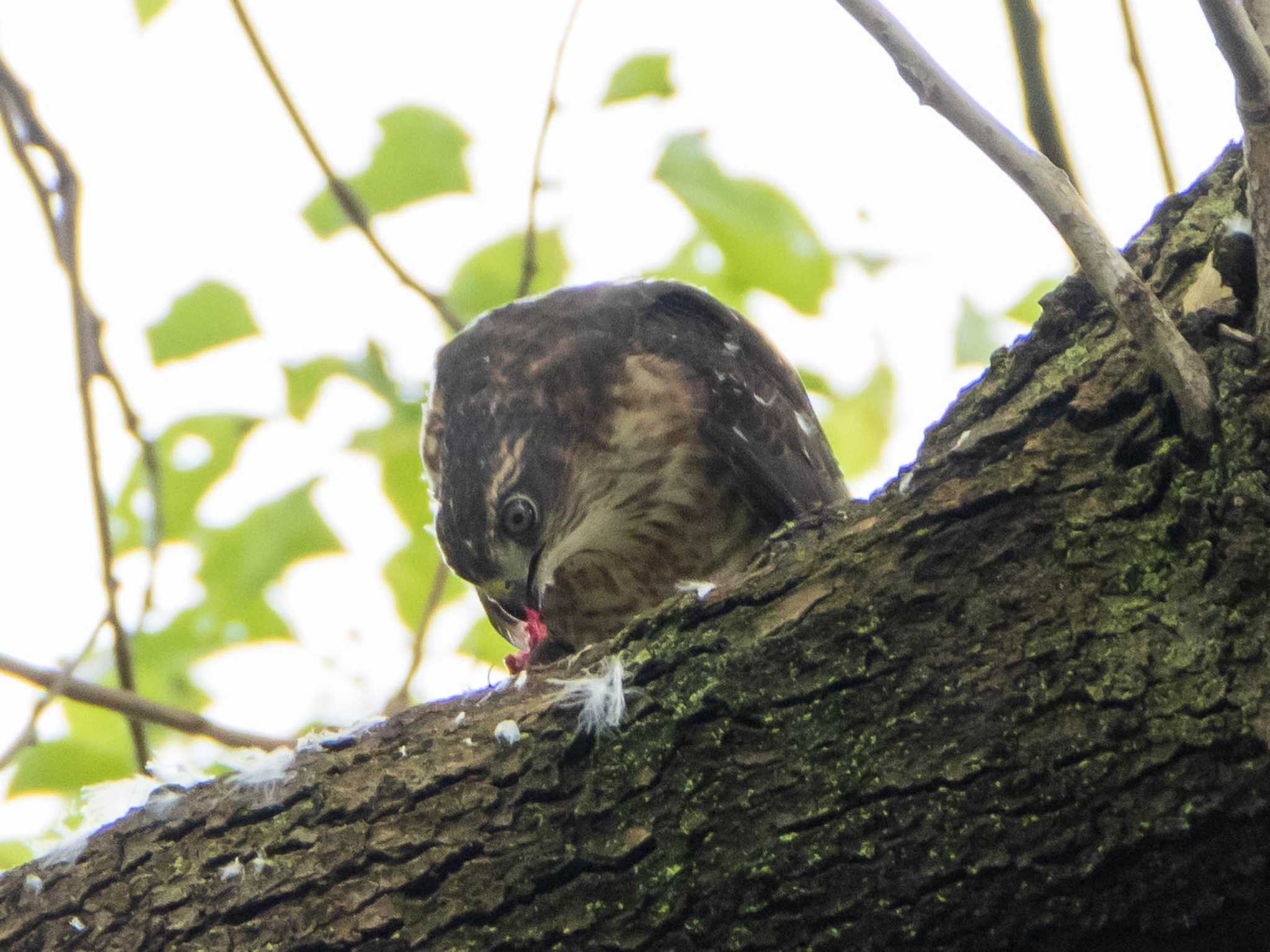 Japanese Sparrowhawk