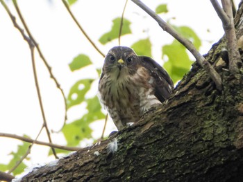 2020年7月24日(金) 都立浮間公園の野鳥観察記録