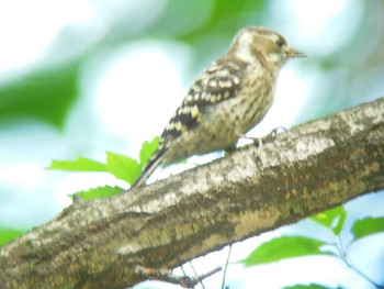 Japanese Pygmy Woodpecker 甲山森林公園 Thu, 5/19/2016