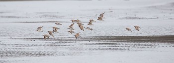 2020年7月25日(土) ふなばし三番瀬海浜公園の野鳥観察記録