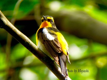 Narcissus Flycatcher 甲山森林公園 Fri, 5/20/2016