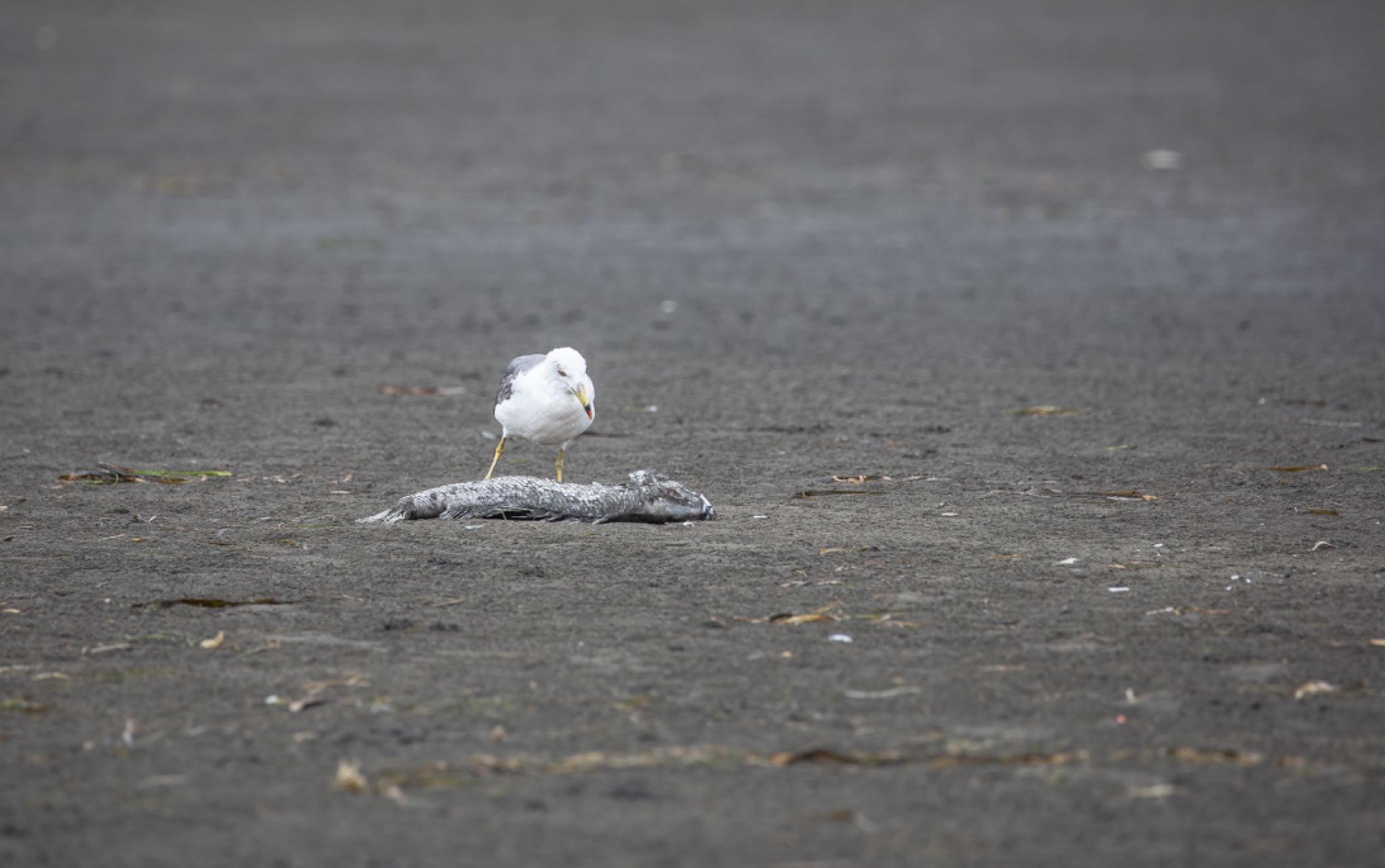 ふなばし三番瀬海浜公園 ウミネコの写真 by Leaf