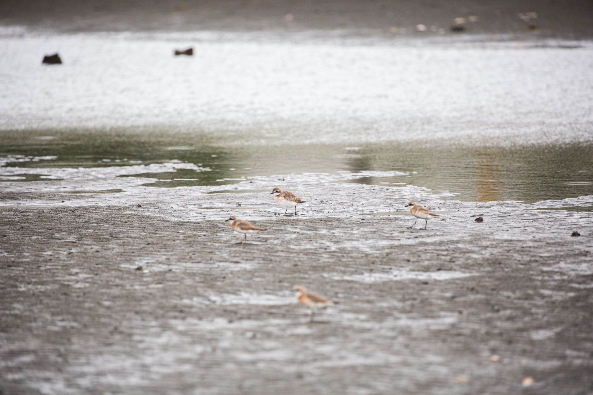 ふなばし三番瀬海浜公園 メダイチドリの写真 by Leaf