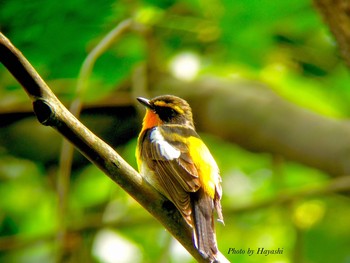 Narcissus Flycatcher 甲山森林公園 Fri, 5/20/2016