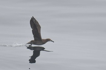 2020年7月24日(金) 大洗-苫小牧航路の野鳥観察記録